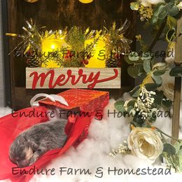 Boy 2 - Tri-colored male Pomeranian puppy in Plantersville, Texas from Endure Farm Inc