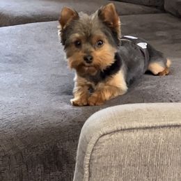 Brian - Yorkshire Terrier