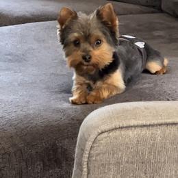 Brian - Yorkshire Terrier