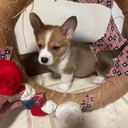 Boy 1 - Sable male Pembroke Welsh Corgi puppy in Greenwood, South Carolina from JOY Farms
