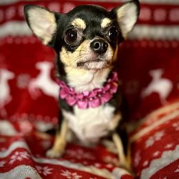 CardiB - Black and tan female Chihuahua puppy in Niagara County, New York from Coolballow Chihuahuas