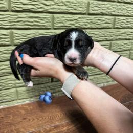 Blueberry - Tri-color male Bernedoodle puppy in Carmichaels, Pennsylvania from JensenBelle Doodles