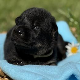 Panter Lime Male - Bi-color male German Shepherd puppy in Buffalo, West Virginia from Z Tykev Vino LLC