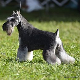 Miniature Schnauzer Puppies from Montage Miniature Schnauzers
