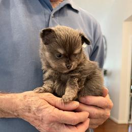 Boy 2 - Blue male Companion Cross puppy in Milan, Indiana from Heartland Pomeranians and Chihuahuas