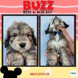 Buzz (Blue) - male Golden Mountain Doodle puppy in Boiling Springs, South Carolina from OlliePups, LLC