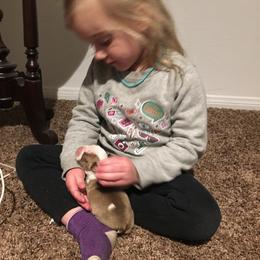 Boston Terrier Puppies from High Plains Bullies
