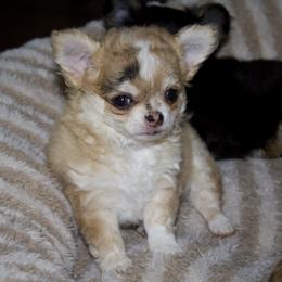 Monkey - Merle male Chihuahua puppy in Burleson, Texas from Luxe Paradise House of Chi