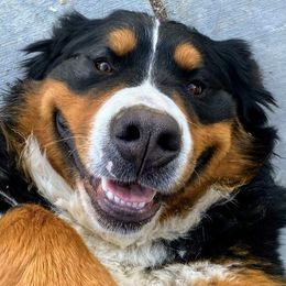 Bernedoodles and Bernese Mountain Dogs from Western Skies Kennels