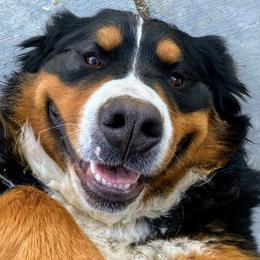 Bernedoodles and Bernese Mountain Dogs from Western Skies Kennels
