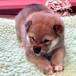 Girl 3 - Red female Shiba Inu puppy in Milton, Florida from Moonlight Shibas