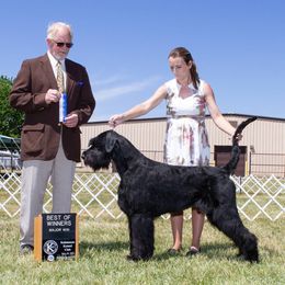 Raven - Giant Schnauzer