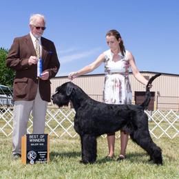 Raven - Giant Schnauzer