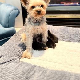 Yorkshire Terrier Puppies from Nina Esmaeili