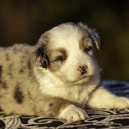 Girl 1 - female Miniature American Shepherd puppy in Franklinville, North Carolina from Fine Hill Miniature Americans