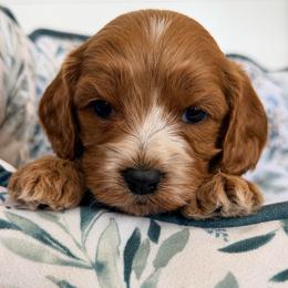 Posy (Purple Collar) - Red female Cavapoo puppy in Preston, Idaho from Rocking JH Pup Co