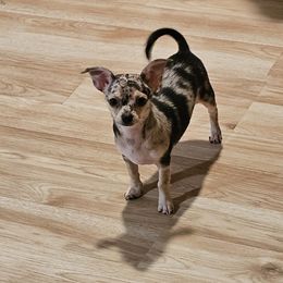 Chihuahua and Shih Tzu Puppies from Crazy Love Kennels