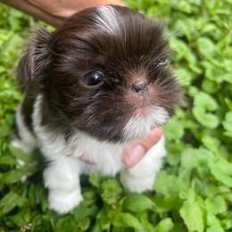 Bennett - Liver and white male Shih Tzu puppy in Hematite, Missouri from Free Range Shih Tzus