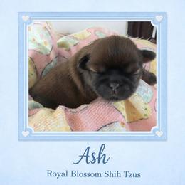 Ash - Brindle male Shih Tzu puppy in Connersville, Indiana from Royal Blossom Shihtzus