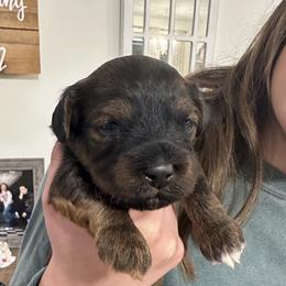 Shawn - Red sable male Havapoo puppy in Bailey, North Carolina from Reining Glory Acres