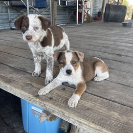 Australian Cattle Dog, Australian Shepherd, Companion Cross, and Miniature Australian Shepherd Puppies from MK Aussies