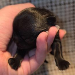 Shadow - Black male Shih Tzu puppy in Willowsprings, Missouri from Taylors Tiny Tails Co.
