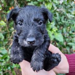 Scottish Terriers from Delben Pups