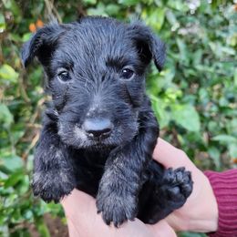 Scottish Terriers from Delben Pups