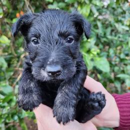 Scottish Terriers from Delben Pups