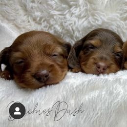 Dachshund Puppies from DachiesDash