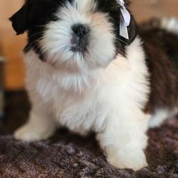 Drizzle - Sable and white female Shih Tzu puppy in Sanger, California from Hillsides Shih-Tzu