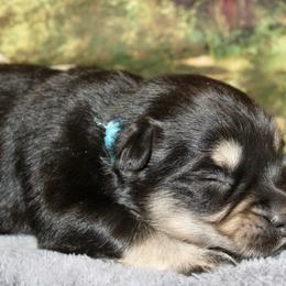 Black Tri 2 - Black tri female Miniature Australian Shepherd puppy in Ronan, Montana from Dirt Road Aussie’s of Montana