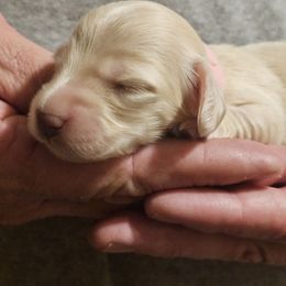 Pink collar girl - Cream female Dachshund puppy in Trade, Tennessee from TN Miniature Dachshunds & Basset Hounds