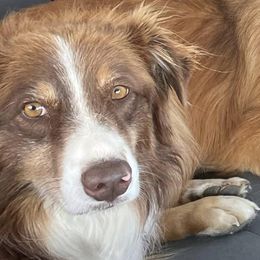 Australian Shepherds, Keeshonden, and Miniature Australian Shepherds from 3 Peaks Farm
