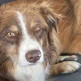 Australian Shepherds, Keeshonden, and Miniature Australian Shepherds from 3 Peaks Farm