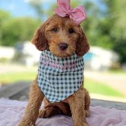 Sedona - GUARDIAN HOME OPPORTUNITY - READ FULL DESCRIPTION - Red  female Goldendoodle puppy in Cleveland, Tennessee from Edgewater Doodles & Designer Pups