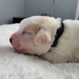 Charlie - Apricot male Assorted Doodle Crosses puppy in Blackfoot, Idaho from Lucky Pup Meadows