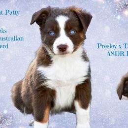 Peppermint Patty - Red & white female Australian Shepherd puppy in Ranger, Texas from Outback Mini Aussies