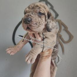 Purple Collar - Merle female Great Dane puppy in Alton, Illinois from Show Me Great Danes and Basset Hounds