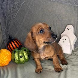 Chi-chi - Red female Dachshund puppy in Park Hills, Missouri from Sugar Pop Dachshunds