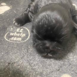 Daisy - Black and white female Shih Tzu puppy in Reddell, Louisiana from TINYSHIHTZUFURU