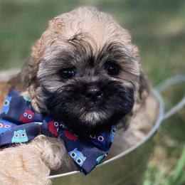 Shihpoos, Yorkipoos, and Yorkshire Terriers from Taylor’s Yorkshire