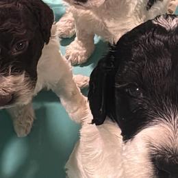 Labradoodles from Martin Family Doodle