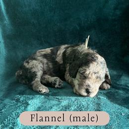 Flannel - Merle male Goldendoodle puppy in Port Charlotte, Florida from Lover Dover Doodles
