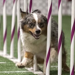 Dazzle - Australian Shepherd