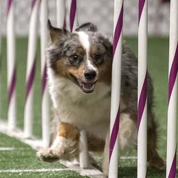 Dazzle - Australian Shepherd