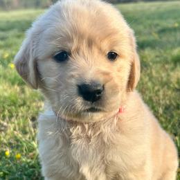 Bloom - Light golden female Golden Retriever puppy in Doniphan, Missouri from Stockford’s Golden Retrievers