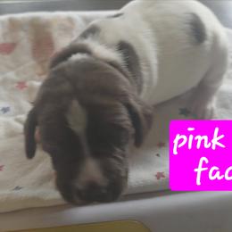 Pink girl - White and liver female German Shorthaired Pointer puppy in Dahlonega, Georgia from Pointer Mountain Bird Dogs