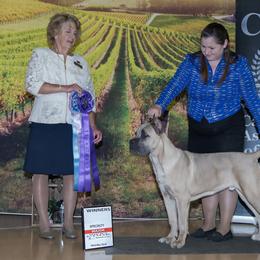 Cane Corso Puppies from Lionheart Cane Corso