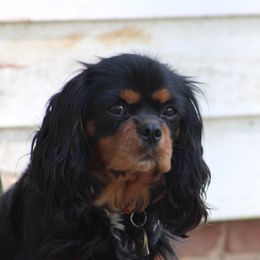 Paddington - Cavalier King Charles Spaniel